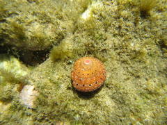 Calcinus laevimanus