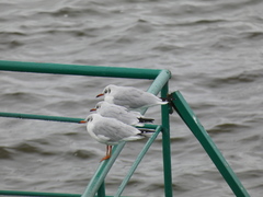 Chroicocephalus ridibundus