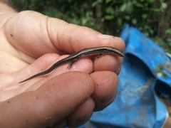 Panaspis wahlbergii