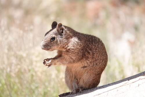 Rock Squirrel
