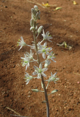 Drimia sanguinea