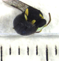 Hylaeus euxanthus