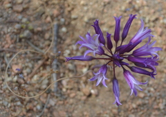 Allium denticulatum