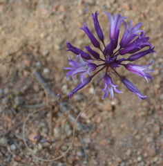 Allium denticulatum