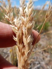 Poa fendleriana