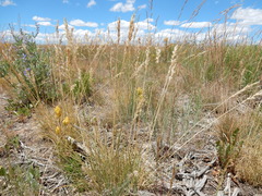 Poa fendleriana