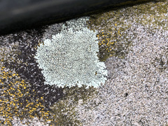 Protoparmeliopsis muralis