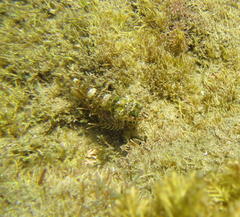 Helcogramma rharhabe