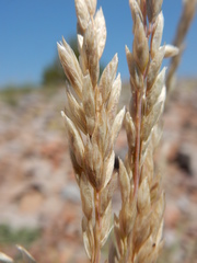 Poa fendleriana