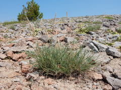 Poa fendleriana