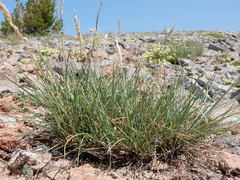 Poa fendleriana