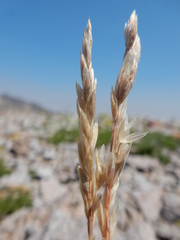 Poa fendleriana
