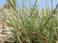 Poa fendleriana