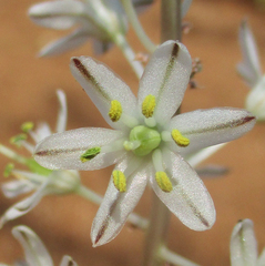 Drimia sanguinea