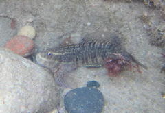 Istiblennius edentulus