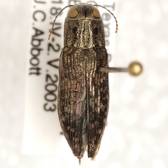 Spectralia gracilipes