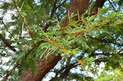 Vachellia robusta robusta