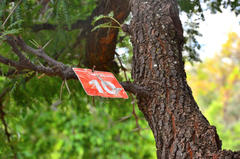 Vachellia robusta robusta