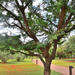 Vachellia robusta robusta - Photo 由 Igmar Grewar 所上傳的 (c) Igmar Grewar，保留部份權利CC BY-NC