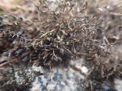 Schistidium rivulare