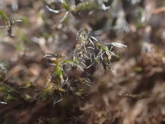 Schistidium rivulare