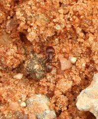 Tetramorium solidum