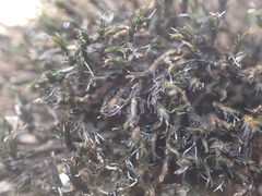 Schistidium rivulare