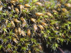 Schistidium rivulare