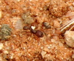 Tetramorium solidum