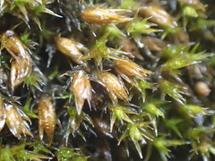 Schistidium rivulare