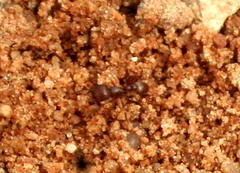 Tetramorium solidum