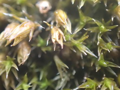 Schistidium rivulare