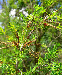 Melaleuca viminalis viminalis