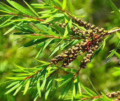 Melaleuca viminalis viminalis