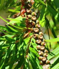 Melaleuca viminalis viminalis