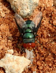 Chrysomya marginalis