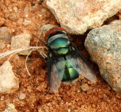 Chrysomya marginalis
