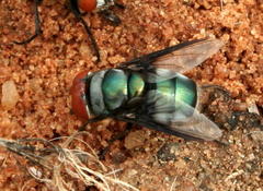 Chrysomya marginalis