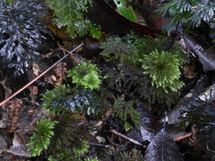 Mniodendron comosum