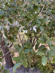 Quercus parvula