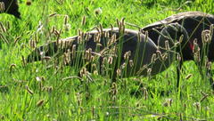 Bostrychia hagedash hagedash