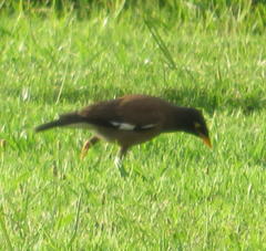 Acridotheres tristis tristis