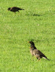 Acridotheres tristis tristis