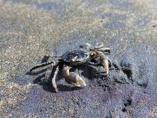 photo of Gulfweed Crab (Planes minutus)