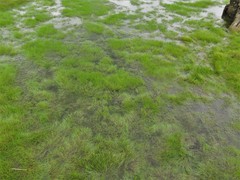 Eleocharis baldwinii