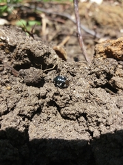 Tritomegas bicolor
