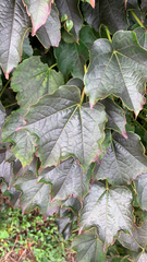 Parthenocissus tricuspidata