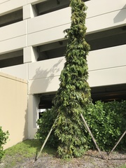 Polyalthia