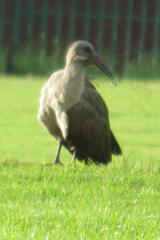 Bostrychia hagedash hagedash