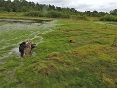 Eleocharis baldwinii